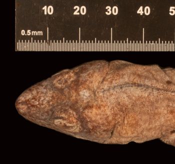 Media type: image;   Herpetology R-6164